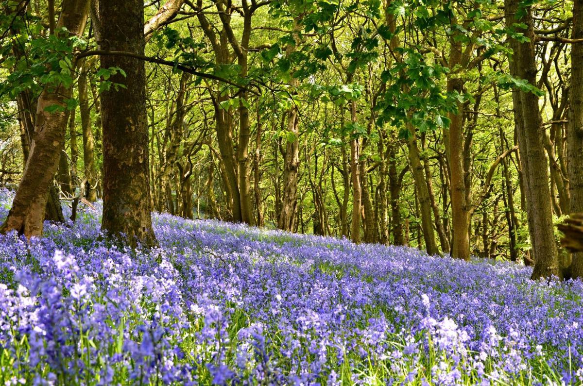 Bluebells in Littledale image by Steven Kidd