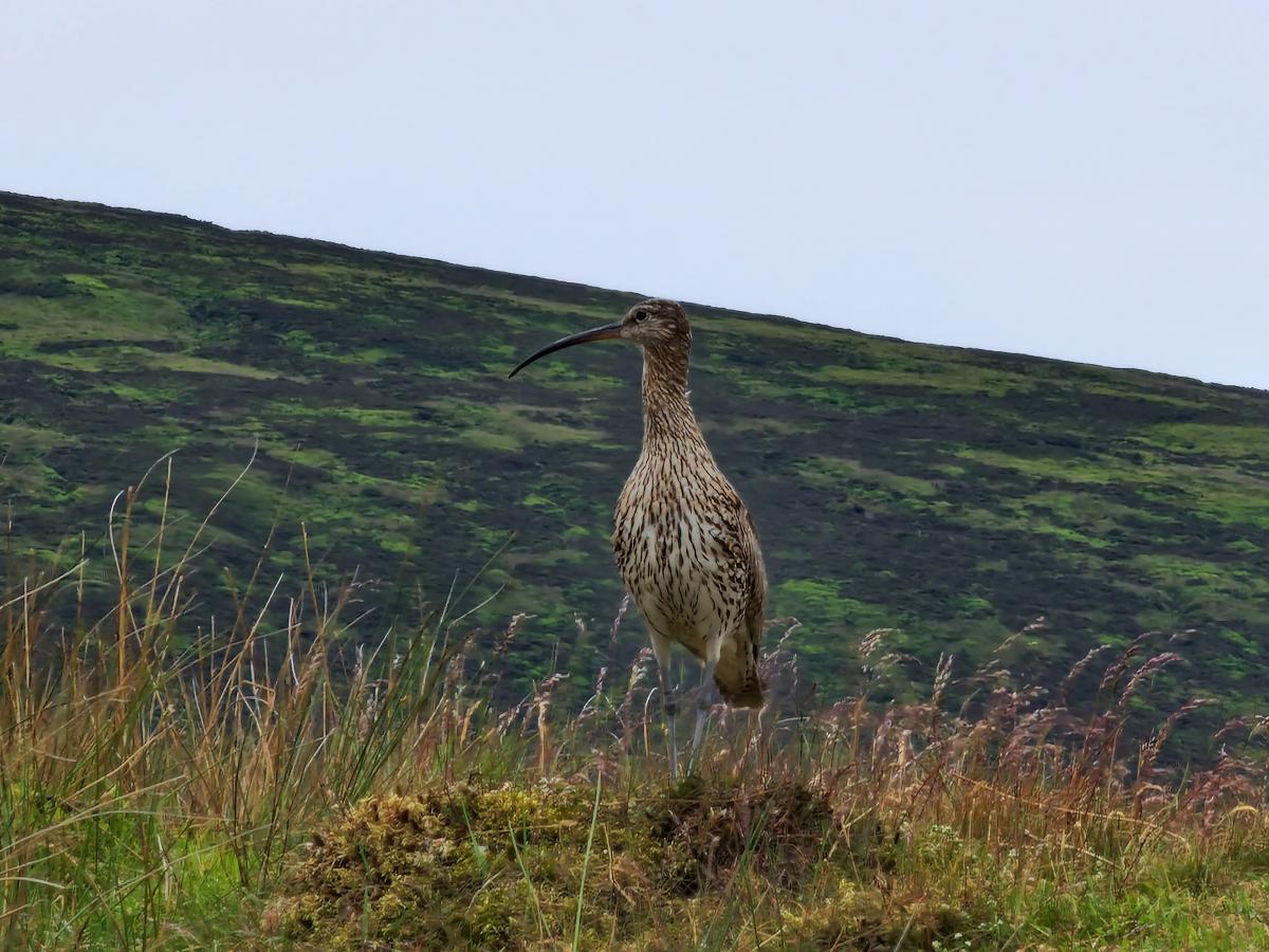 Curlew by Deborah Woods