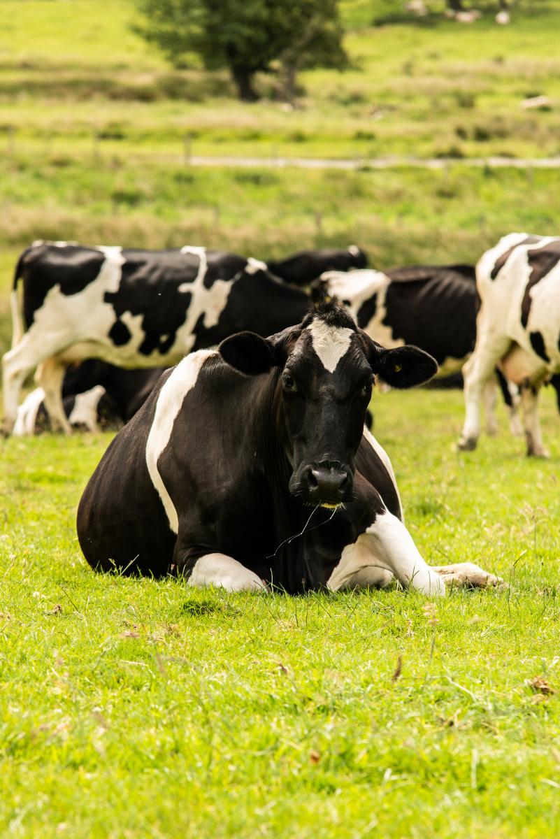 Dairy Cow taken by Mark Tattersall