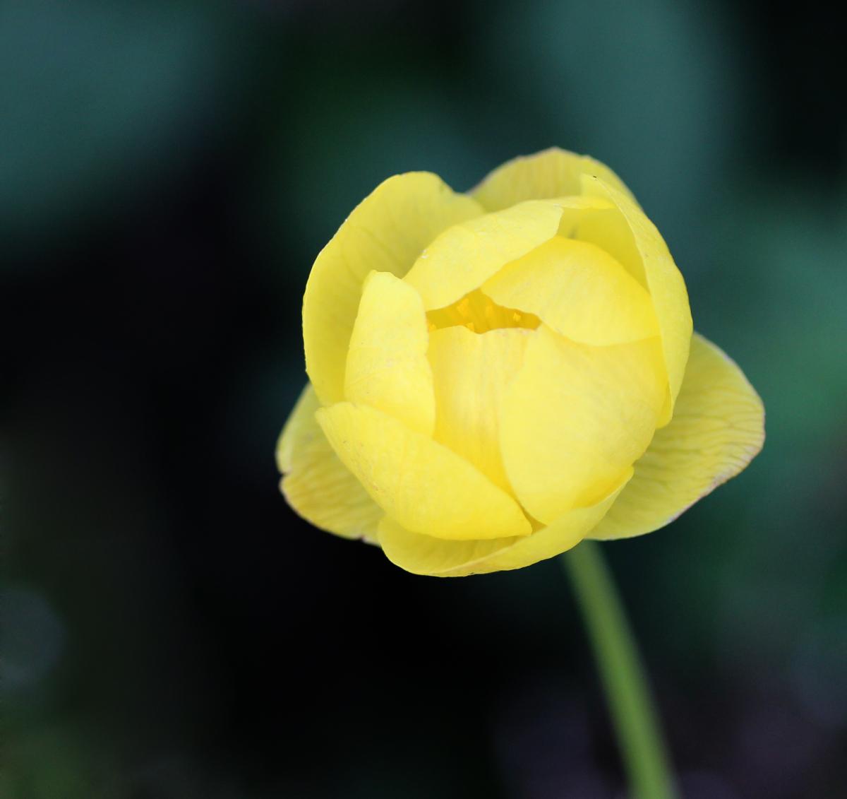 Globe Flower by G Woollard