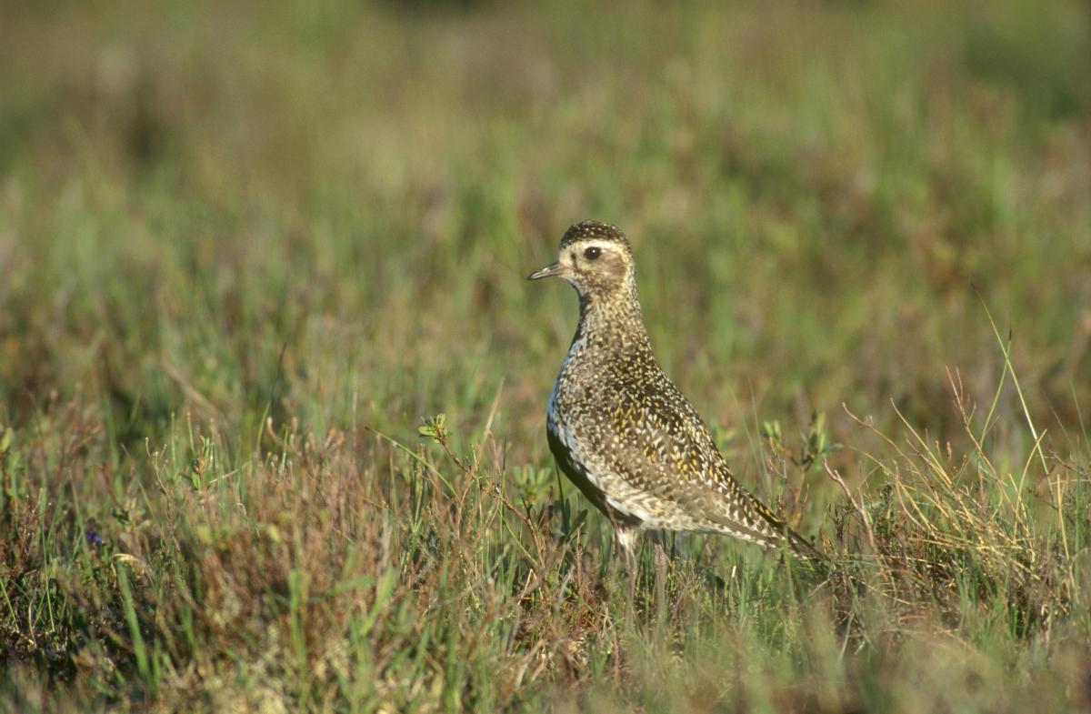 Golden Plover by Chris Gomersall