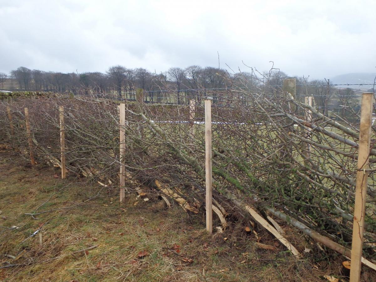 Higher Gills hedge (credit Forest of Bowland National Landscape)