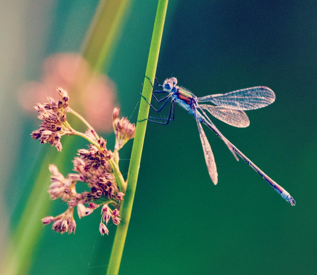 Damselfly on Grindleton Fell by Mark Harder