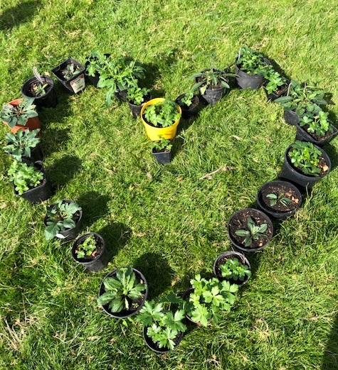 Wildflower plug pots