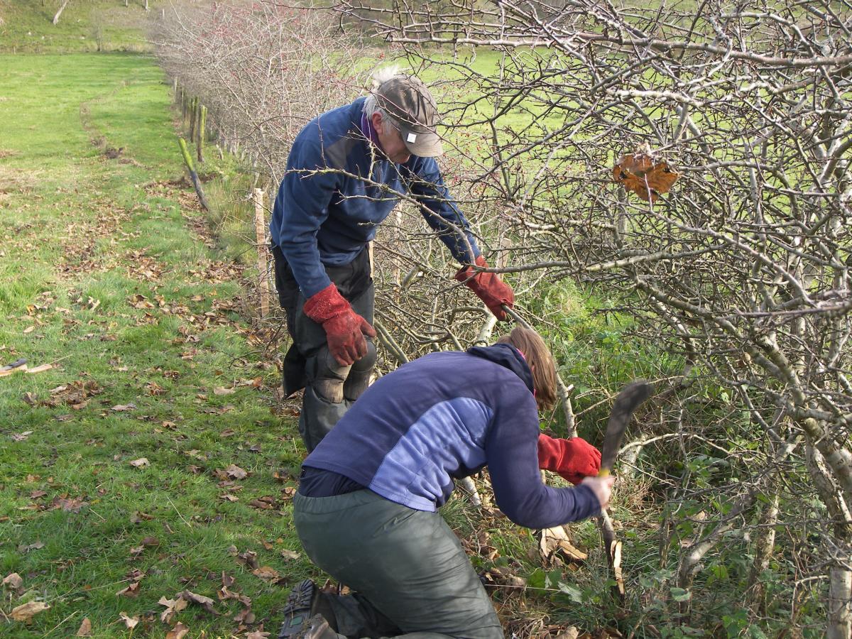 Hedge laying volunteers