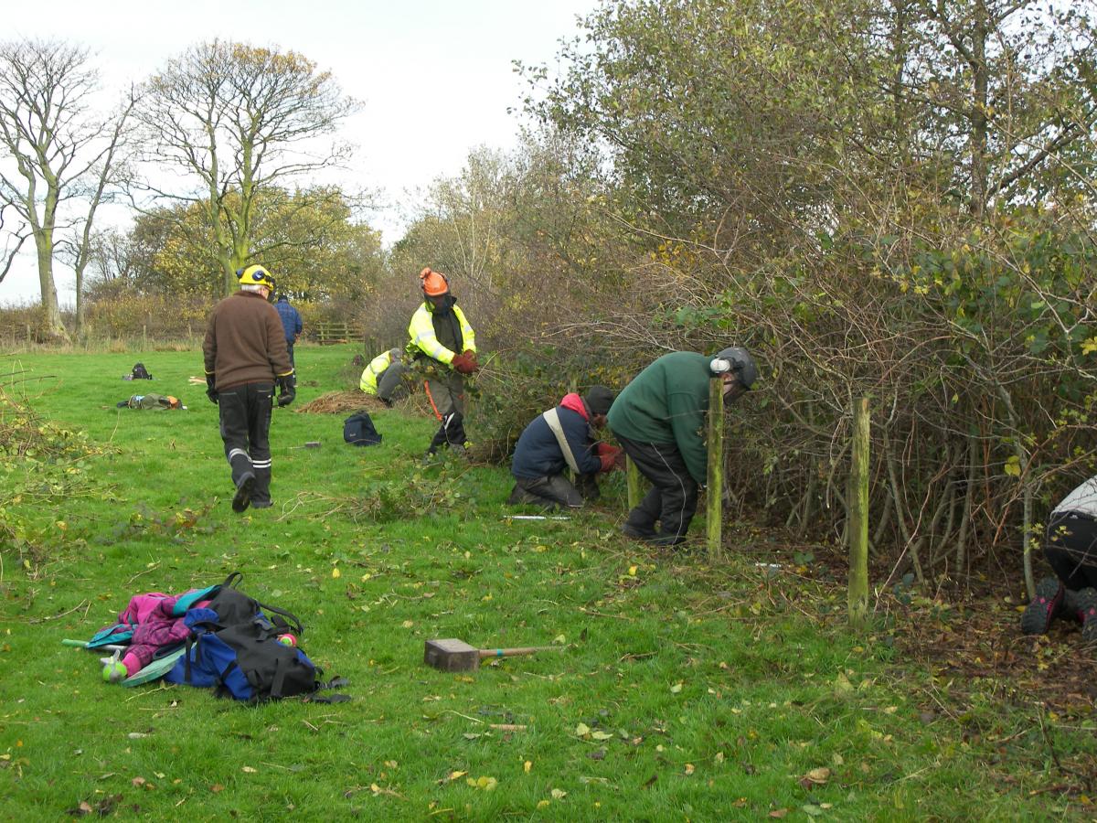 Hedge laying volunteers