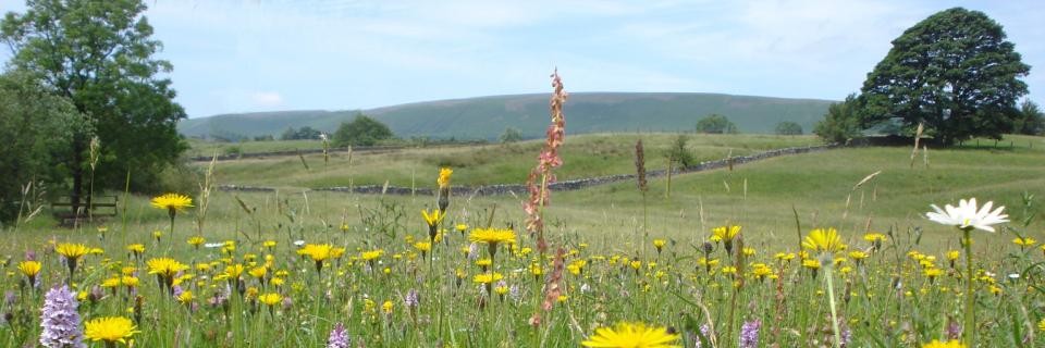 Bowland Hay Meadow