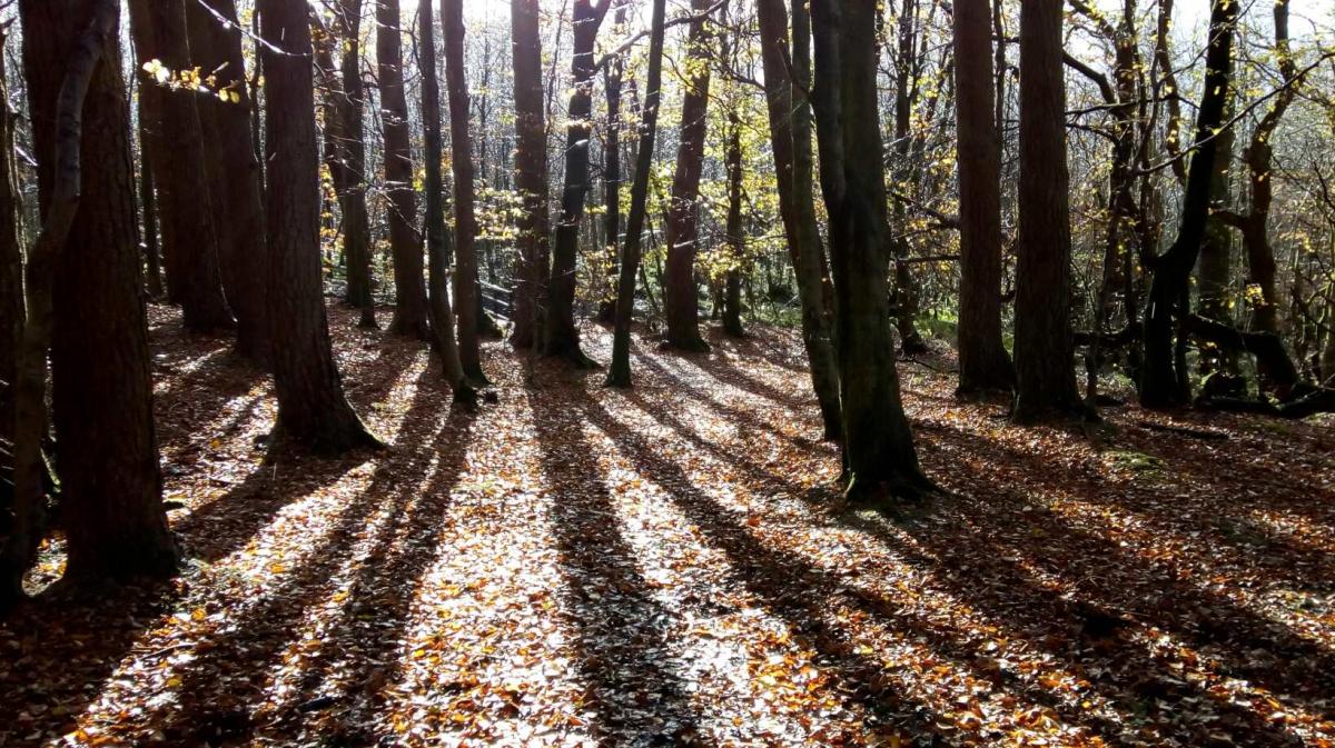 Gisburn Forest