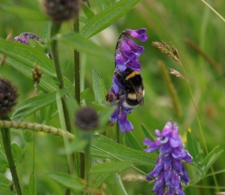 Lucorum on Vetch