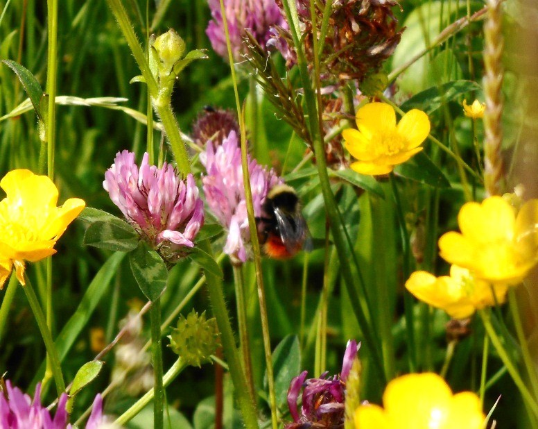 Monticola on red clover