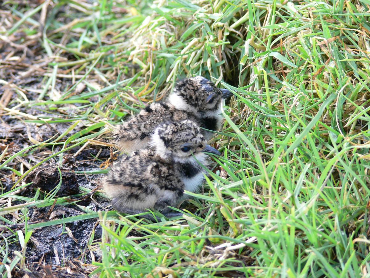 Lapwing Chick by Gavin Thomas