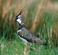 Lapwing