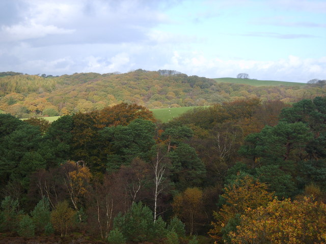 Woodland Littledale