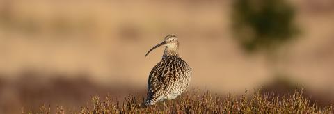 After a wet April day the soft evening sun illuminated this Curlew newly returned to the moor for the summer © Malcolm Welch