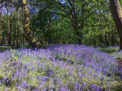 Bluebells by Steven Kidd Bluebells by Steven Kidd