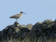 I was delighted to see that a pair of Curlews had bred successfully and were standing guard on their family of  chicks  © Danny McAllister