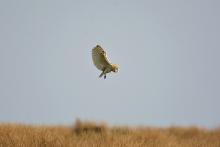 This was a surprise meeting as the owl came over the hill to hover almost overhead - a magical experience. © Malcolm Welch