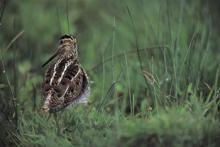 Snipe  © Andy Hay