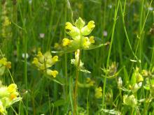 Yellow rattle © P Rayner, YDMT