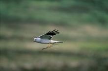 Hen Harrier male, image copyright Andy Hay